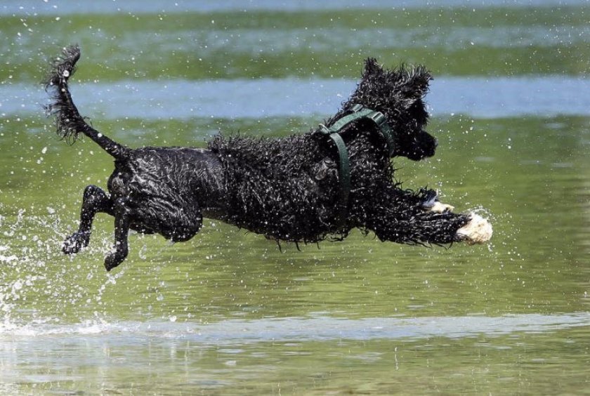 Португальская водяная собака Португальская водяная собака
