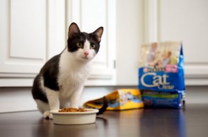 Корм для кошки