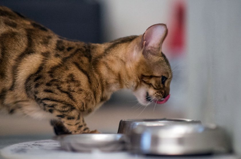 Корм для кошек