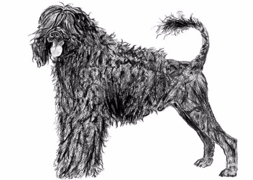 Португальский вассерхунд Португальский вассерхунд