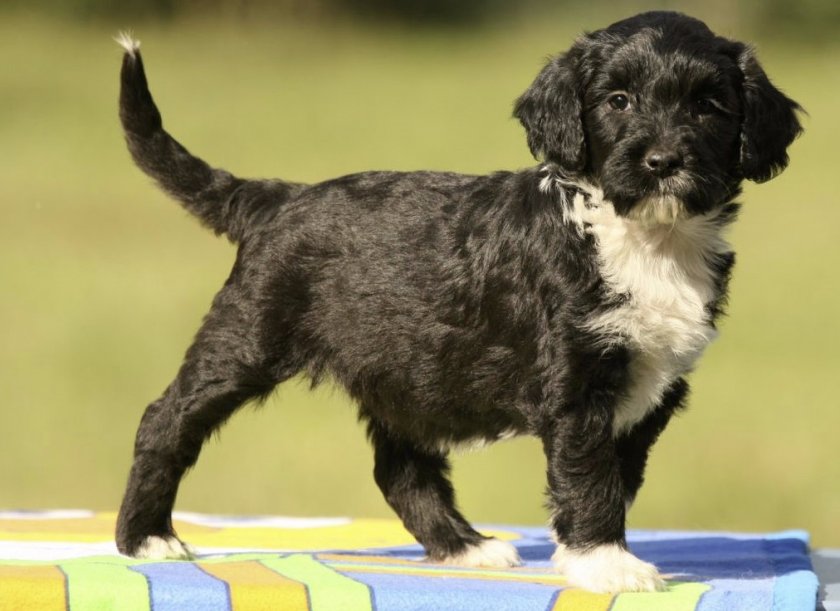 Щенок Щенок