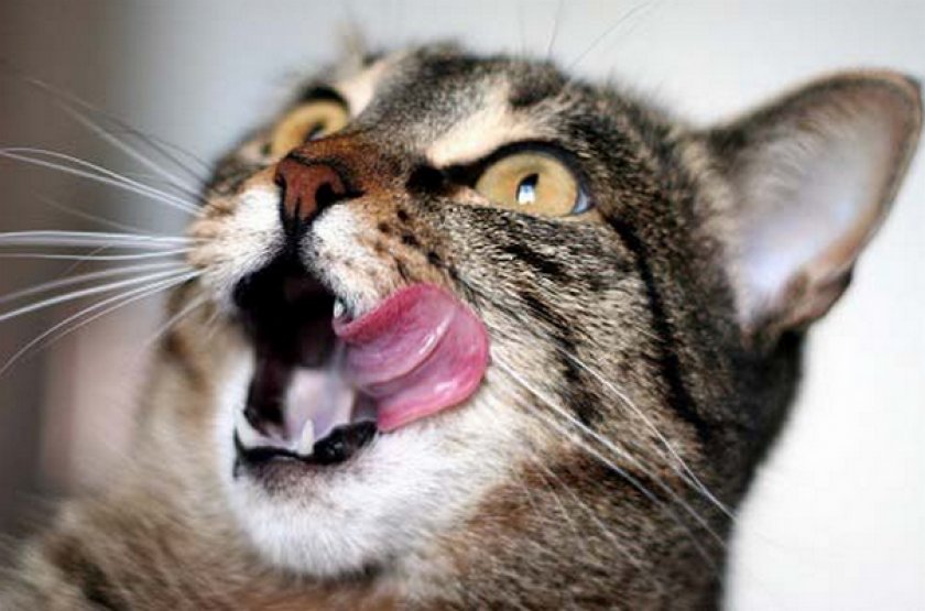 Корм для кошки