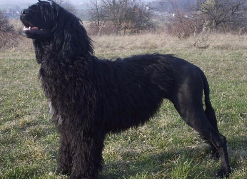 Португальская водяная собака Португальская водяная собака