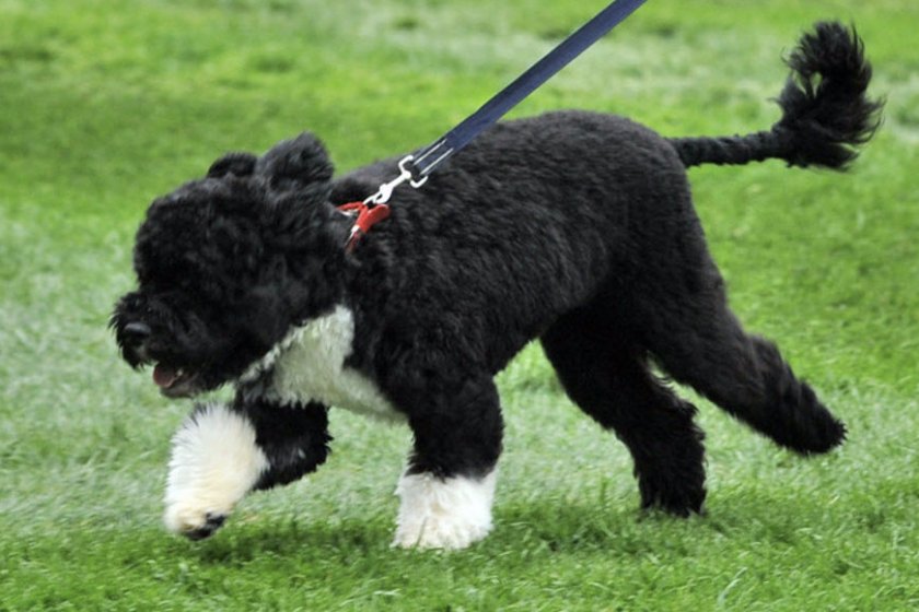 Португальская водяная собака Португальская водяная собака