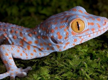 Основные правила содержания и уход за гекконом в террариуме