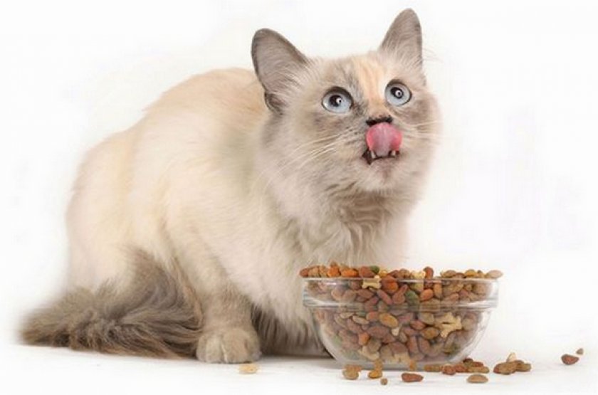 Кошка кушает корм