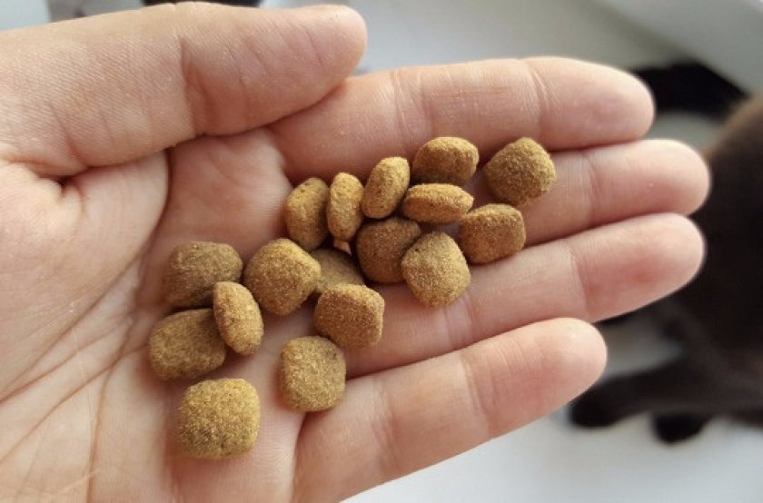 Корм для котят