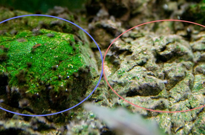 Почвенные водоросли. Ксенокус водоросли. Водоросли Ксенококус в аквариуме. Цианобактерии налет. Одноклеточные водоросли в аквариуме.