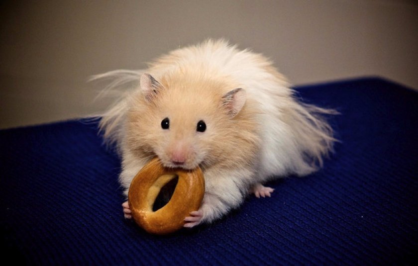 Сирийская (золотистая)