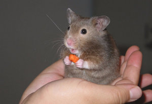 Какую породу домашнего хомяка выбрать?