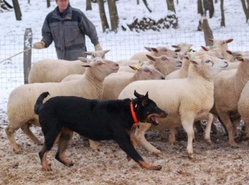 Помощник, пастух и верный друг — собака породы босерон