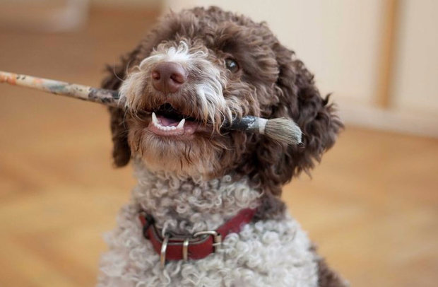 Lagotto romagnolo Lagotto romagnolo