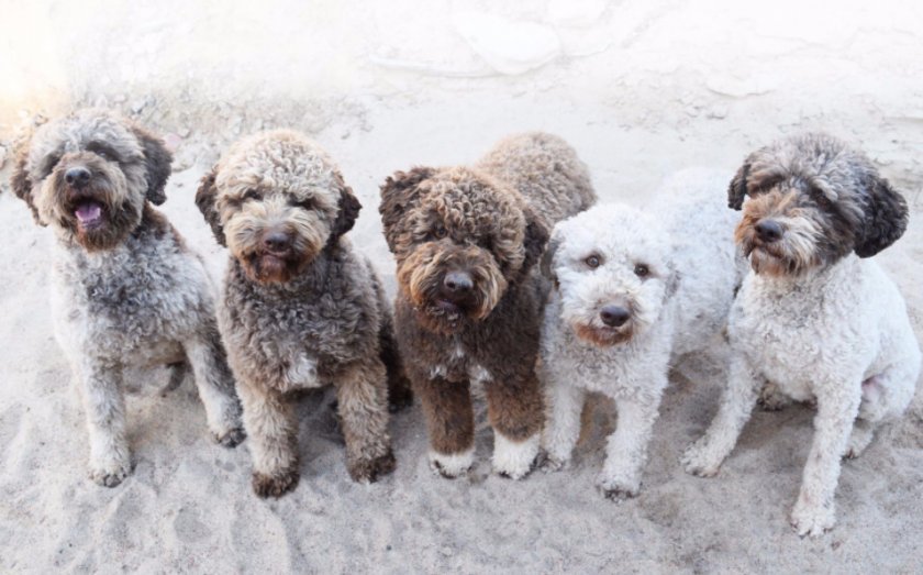 Lagotto romagnolo