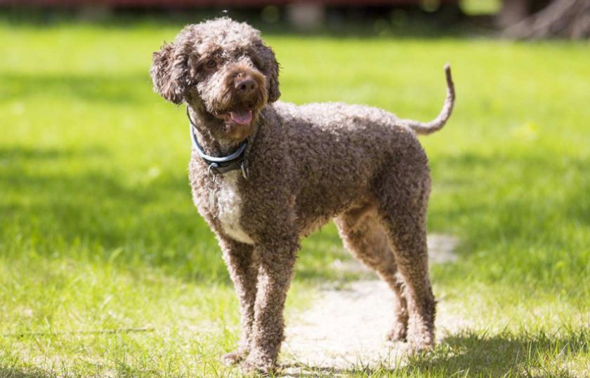 Lagotto romagnolo Lagotto romagnolo