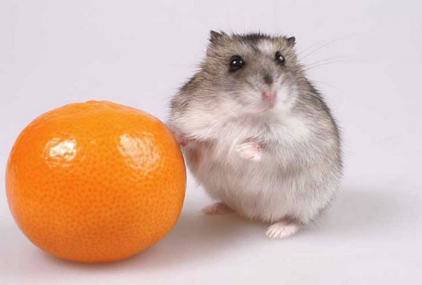 Карликовая Тейлора Карликовая Тейлора