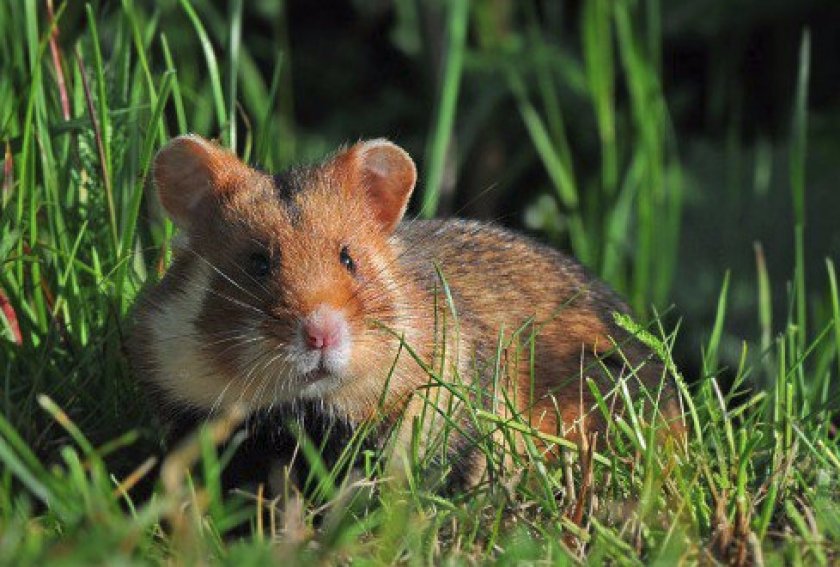 Хомяк обыкновенный Хомяк обыкновенный