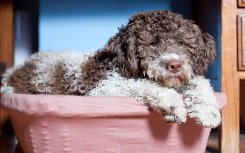 Lagotto Romagnolo Lagotto Romagnolo