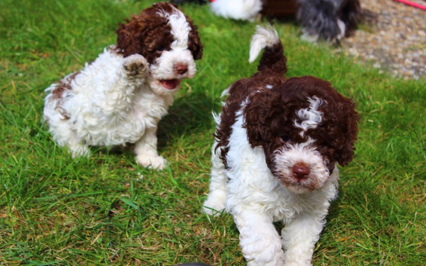 Lagotto Romagnolo Lagotto Romagnolo