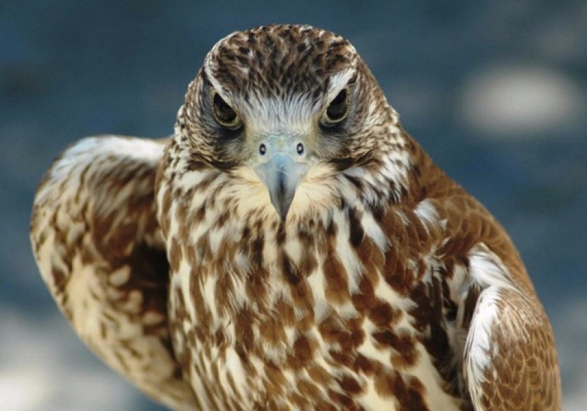 Среда обитания