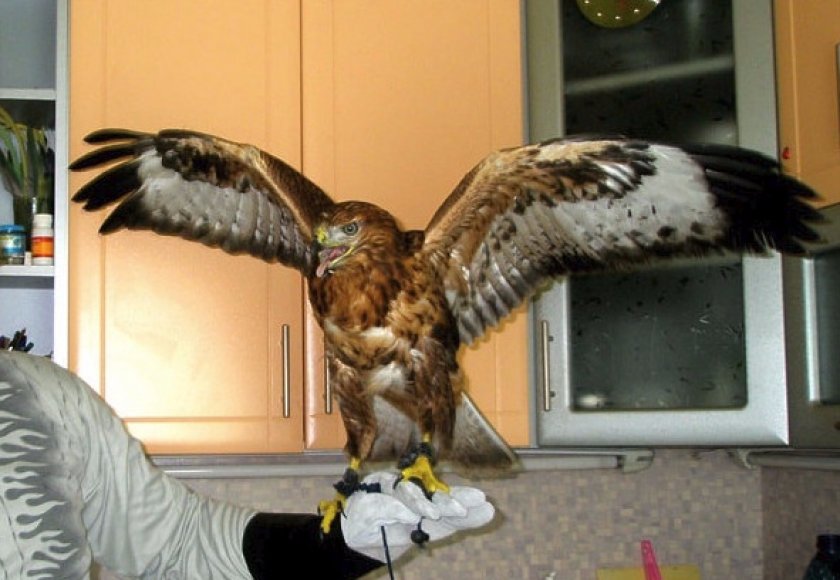 Питание и процесс кормления