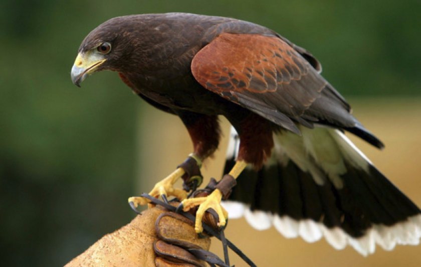 Образ жизни и поведение