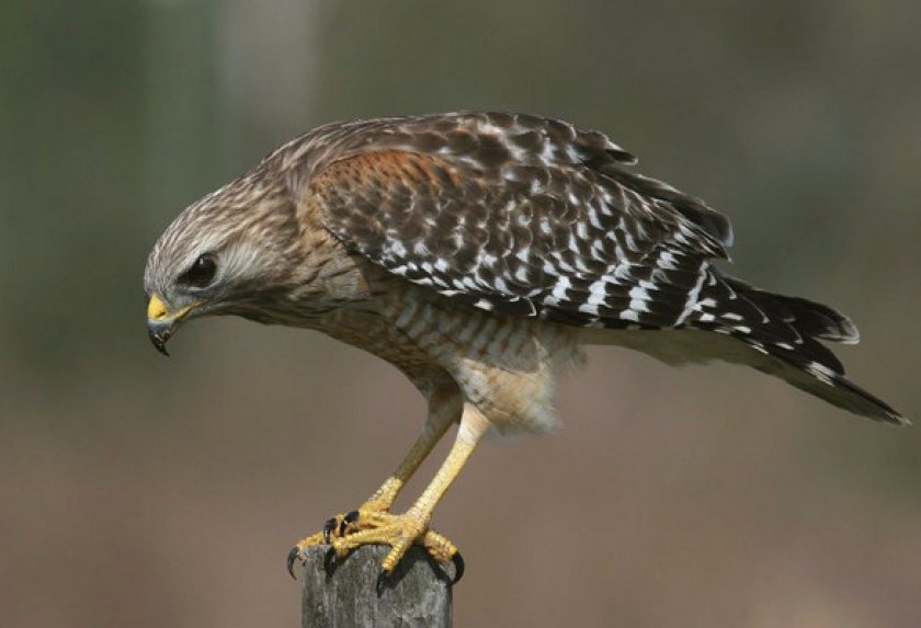 Продолжительность жизни