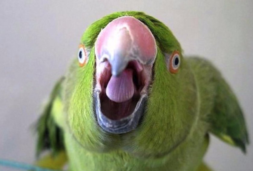 Выбираем имя (кличку)