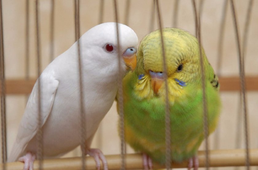 Для мальчиков