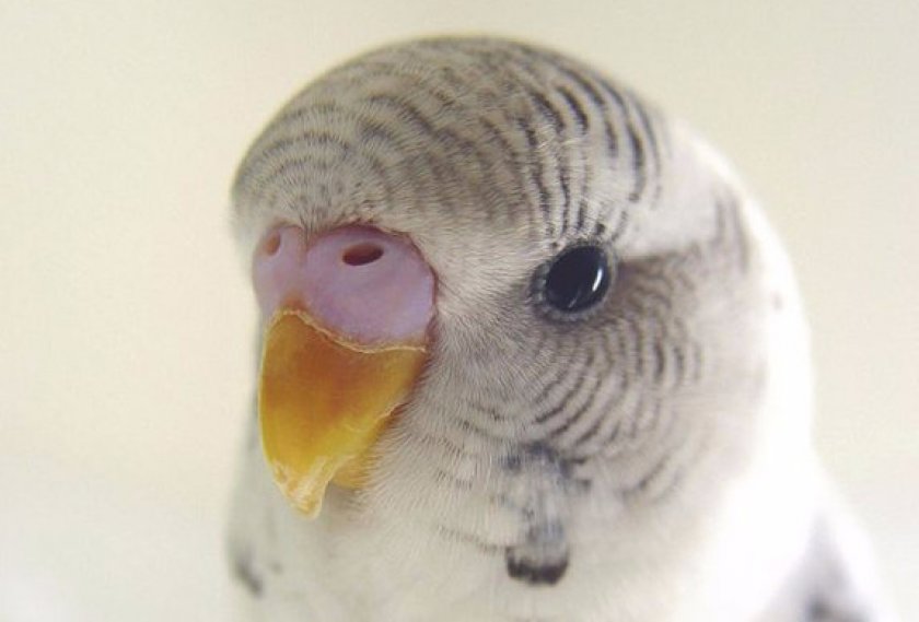 Для девочек