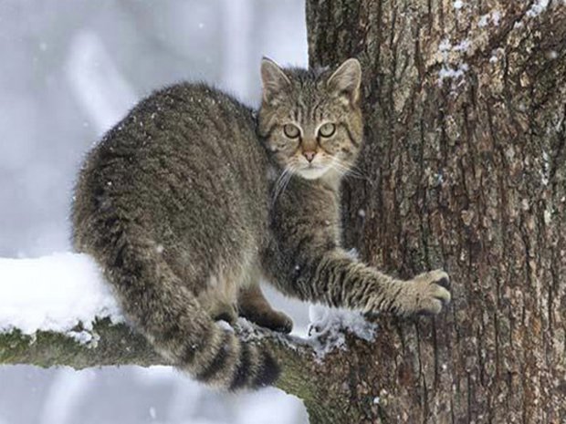 Порода Лесной Кот Фото