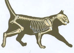Особенности строения кошачьего скелета