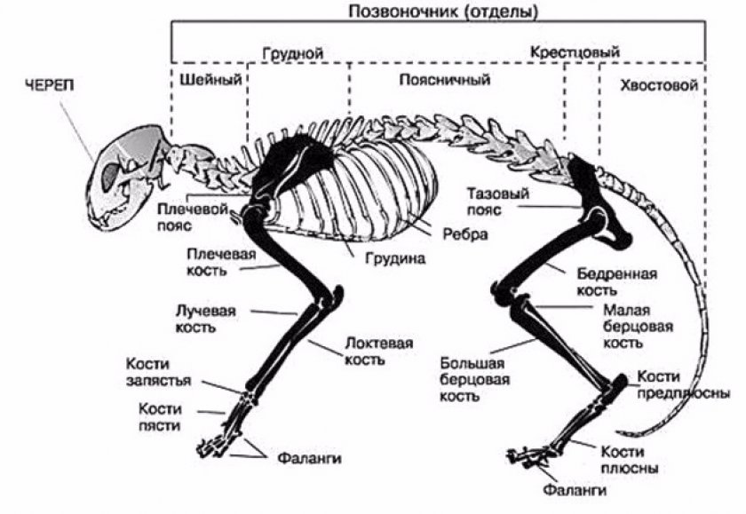 Кости туловища
