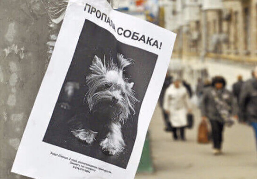 Пропала собака Пропала собака
