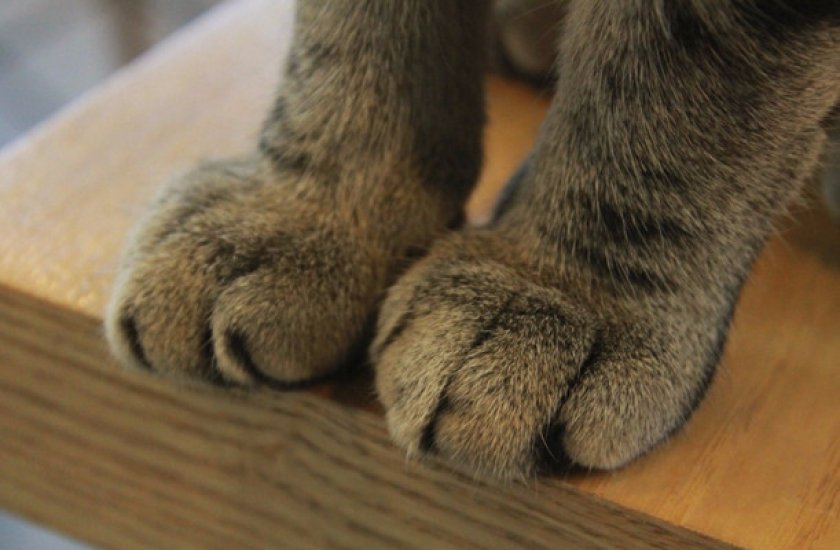 Передние и задние конечности