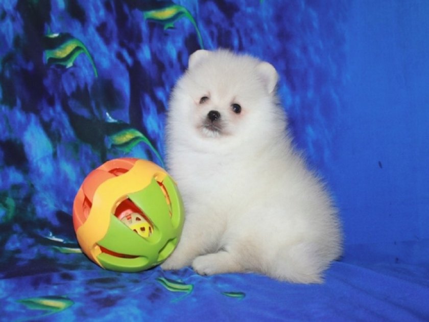 Щенки от 5 до 12 кг