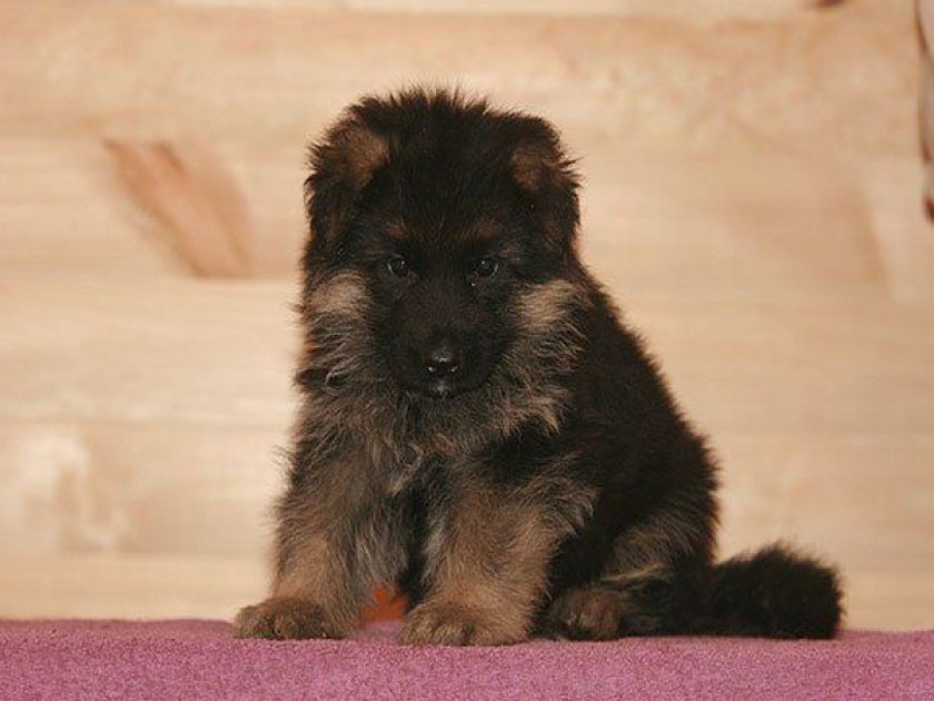 Щенки 25-45 кг