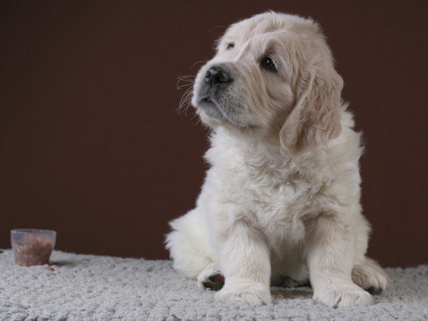 Щенки 45-70 кг