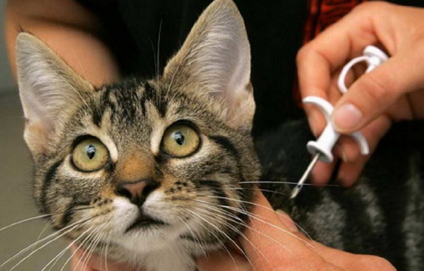 Чипирование кошки