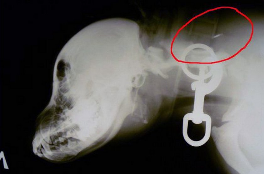 Чипирование кошек