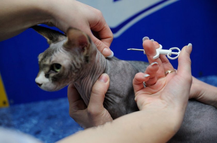Чипирование кошки