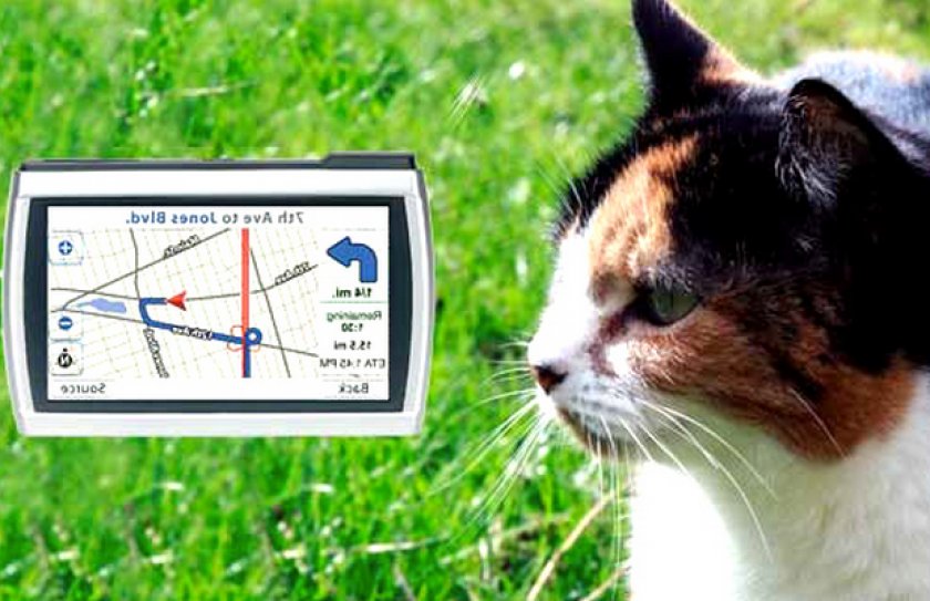 Чипирование кошки