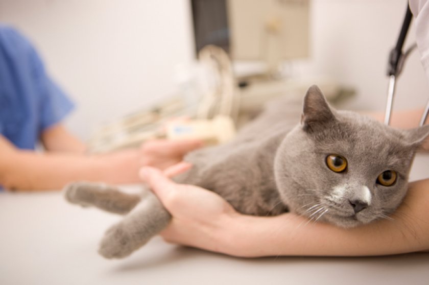 Чипирование кошки