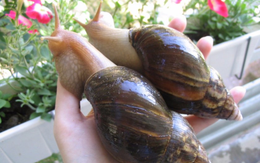 Домашние улитки ахатины