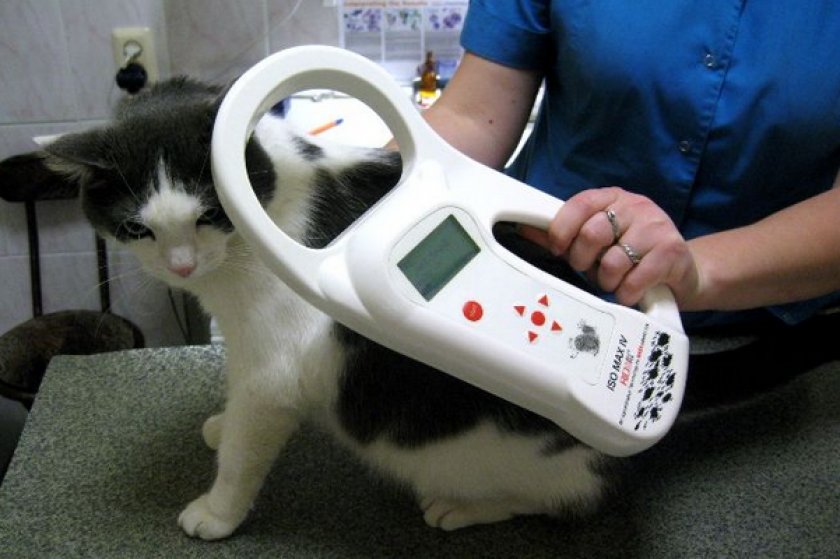 Чипирование кошки