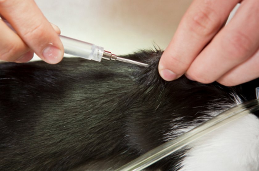 Чипирование кошки