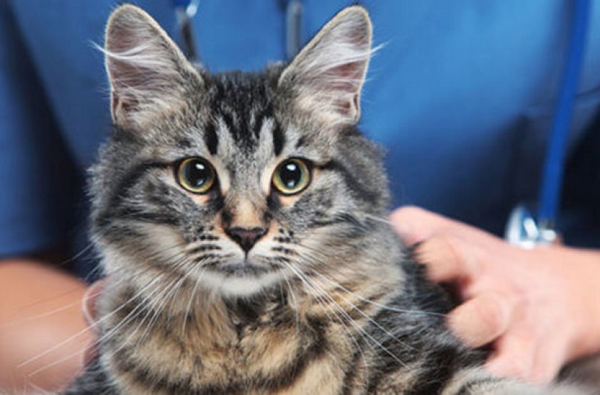 Чипирование кошки