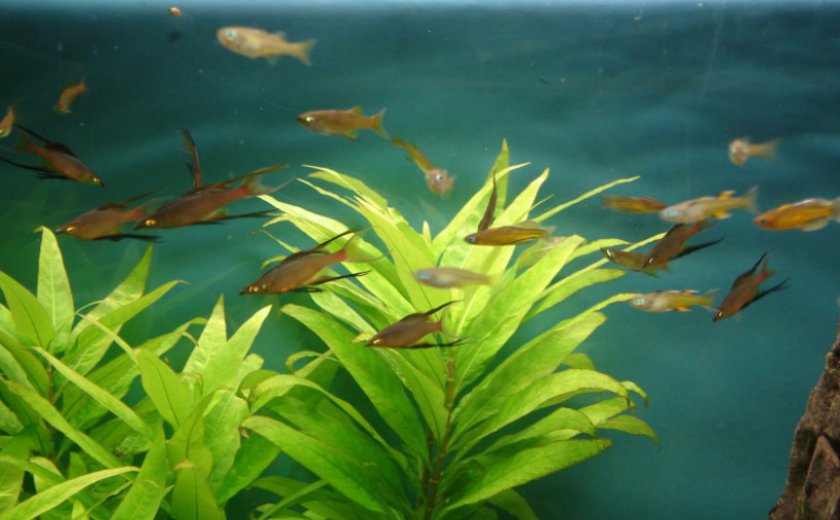 Ириатерина вернера