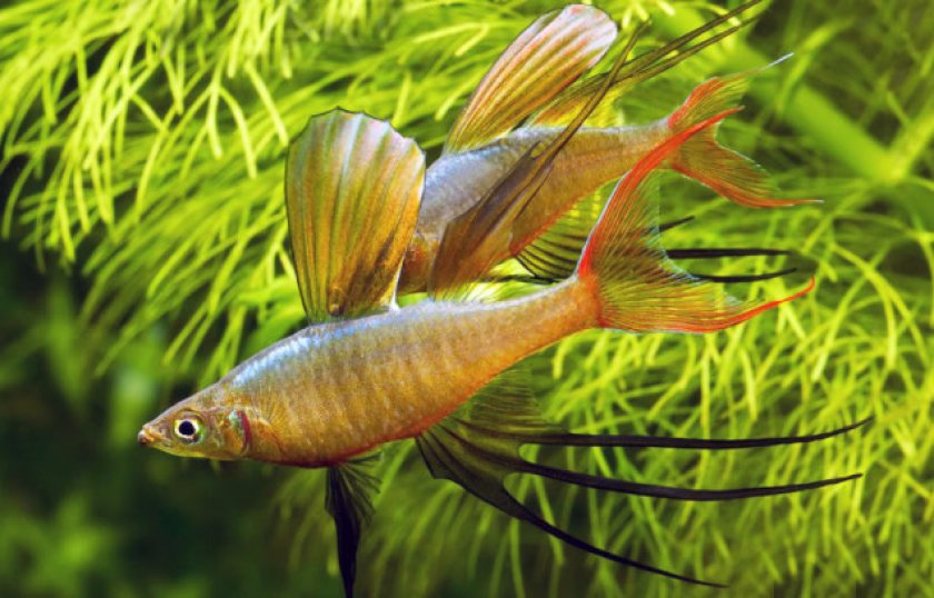 Ириатерина вернера