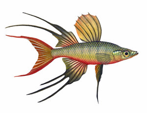 Ириатерина вернера