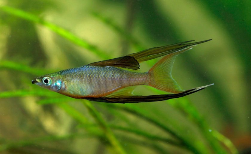 Ириатерина вернера